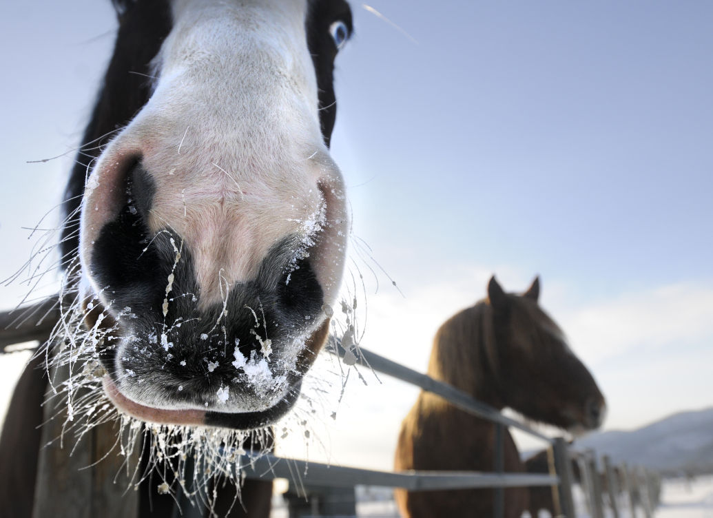 Horses wait for feed